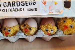 No er det berre sju dagar til dei ekte påskekyllingar våre skal klekkast, men vi