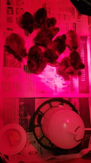Read more about the article Då har 13 av 15 egg klekt, og mange har allerede blitt døypt og fått flotte namn